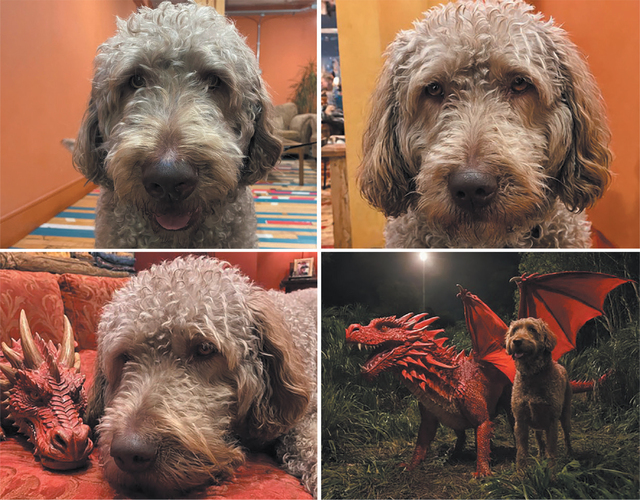 A grid of four photographs of a light brown labradoodle dog. Top left image: A head-and-shoulders photograph of the dog, with scruffy curly fur and tongue hanging out, standing indoors on a striped rug, in a room with orange walls and a cozy seating area in the background. Top right image: An AI-generated photograph of the same dog sitting indoors against a yellow and orange wall, facing the camera. The dog’s curly fur seems less scruffy than in previous image. Bottom left image: An AI-generated photograph of the same dog’s head as he lies on a red patterned sofa next to a detailed red dragon model’. Bottom right image: An AI-generated photograph of the same dog standing outdoors at night beside a large, realistic red dragon model with wings spread, surrounded by tall grass under a bright light.